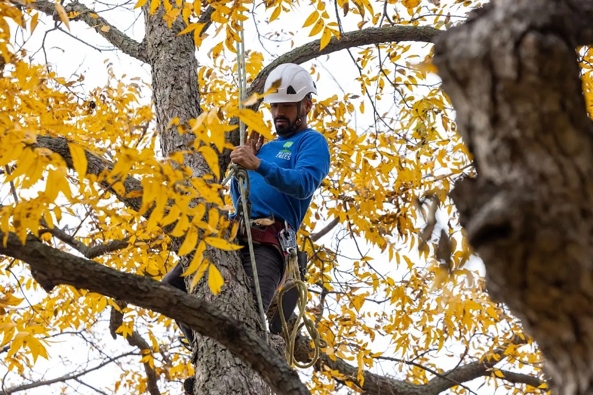 Skilled Tree Pruning crew working in Rego Park